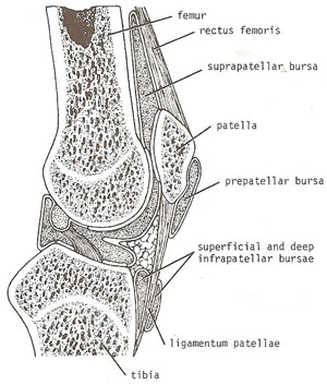 bursae related to the knee joint