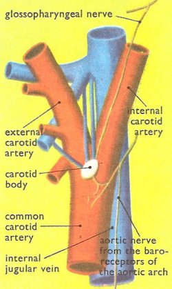site of the carotid sinus and the carotid body