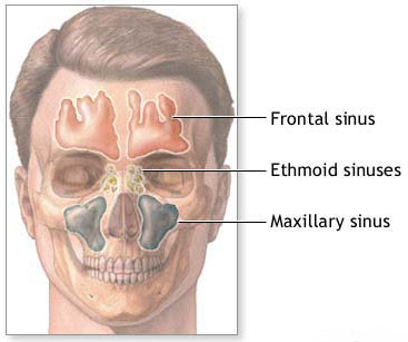 sinuses of the face
