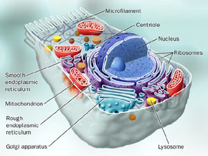 a typical eukaryotic cell