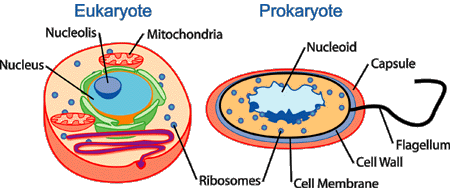 Eukaryotic cell vs. Prokaryote Cell
