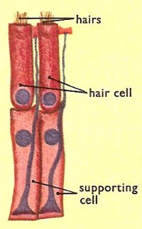 two hair cells and supporting cells in the organ of Corti