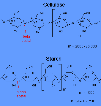 cellulose and starch