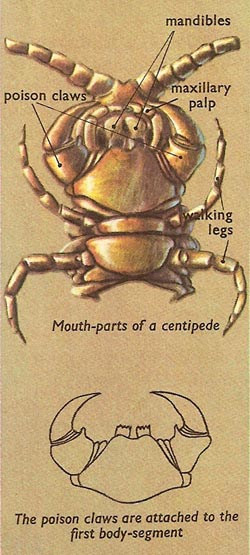 centipede mouthpartsm