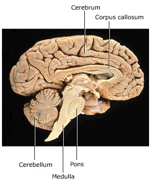 human brain, cross-section