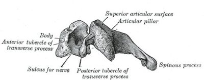 typical cervical vertebra, side view