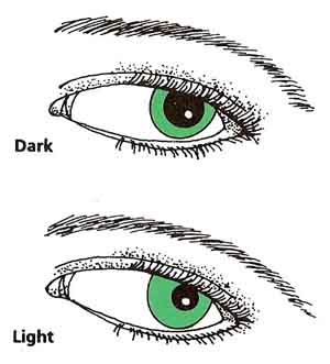 changes in pupil size