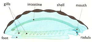 anatomy of a chiton