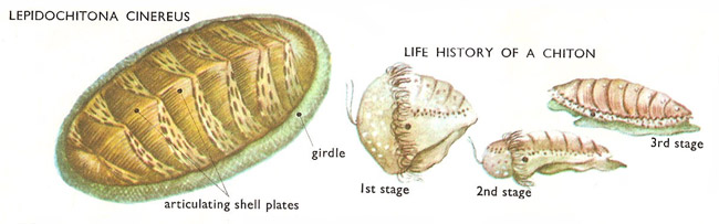 chiton and life cycle
