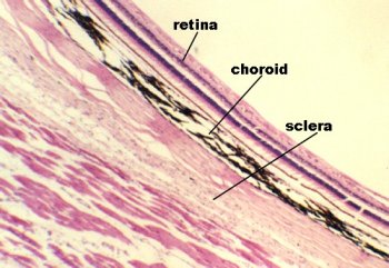 The three main layers of the vertebrate eye: retina, 
            choroid, and sclera