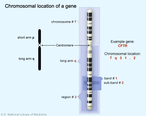 Chromosomal location of a gene