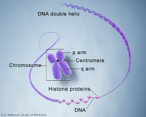DNA and histone proteins are packaged into structures called chromosomes