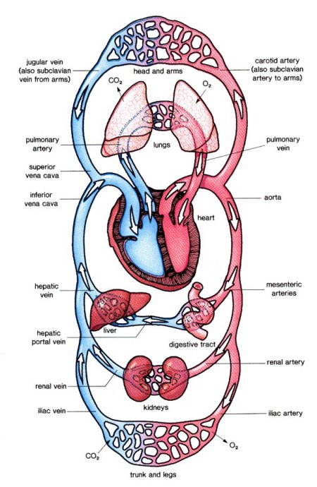 the circulatory system functions. the cardiovascular system,