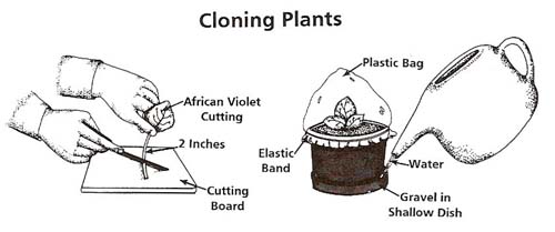 cloning plants experiment