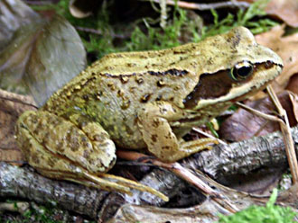 common European frog (Rana temporaria)