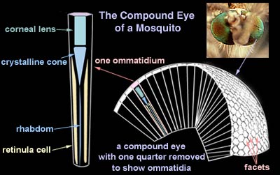 structure of a compound eye