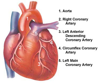 the  heart and coronary arteries