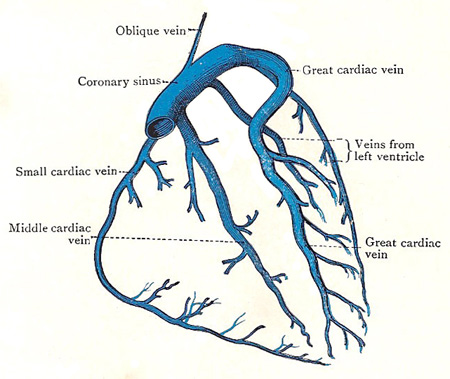 coronary veins