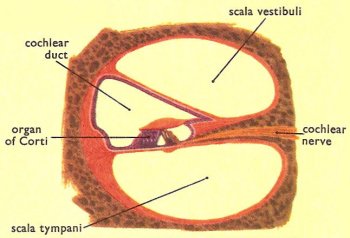 cross-section_of_one_spiral_of_cochlea.jpg