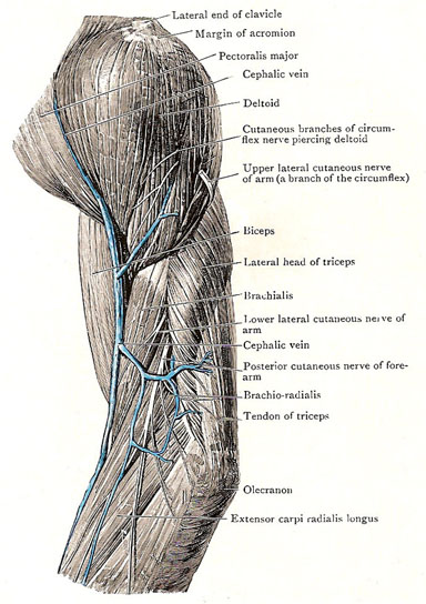 deltoid muscle and lateral aspect of upper arm