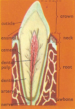 Diagrammatic section of a tooth