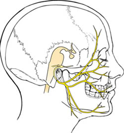 cranial nerve vii