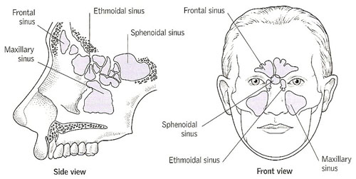 Facial Bone That Contains A Sinus 43