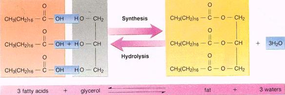 fat synthesis and hydrolysis