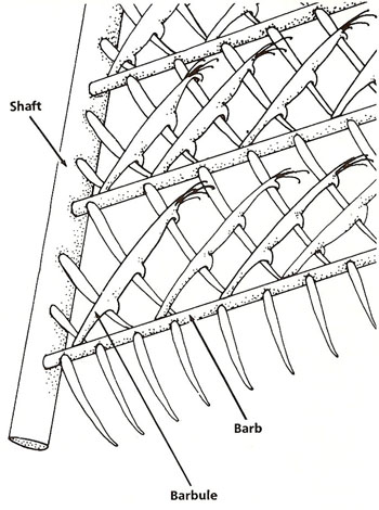 structure of  flight feather