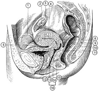 anatomy of the female pelvis
