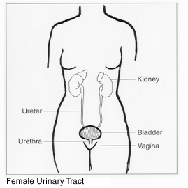 female urinary tract