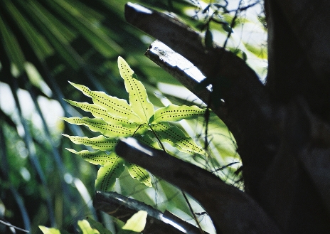 fern growing on a Sabal palm