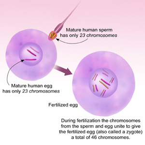 fertilization leading to a zygote