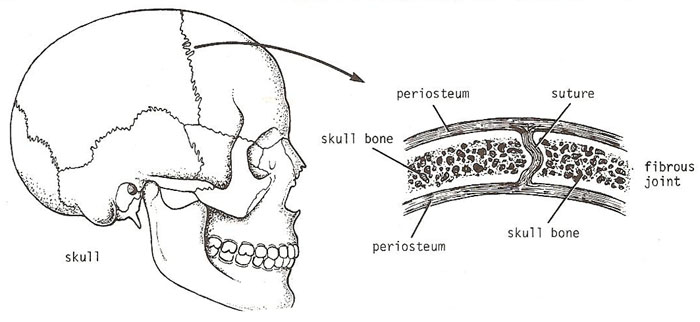 sutures in skull. suture of the skull