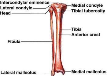 Human Fibula Bone