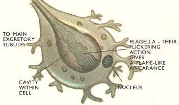 flatworm excretion