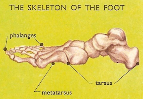 bones of the foot, seen from the side