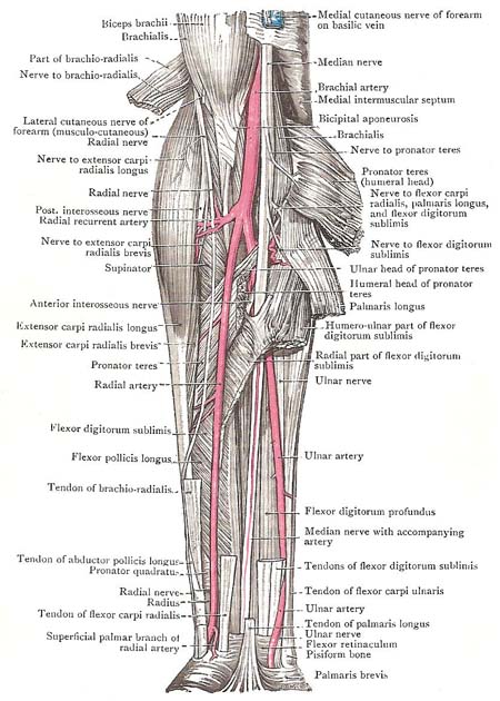 Muscles, vessels, and nerves of the forearm