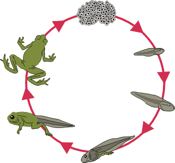 life cycle of the common frog