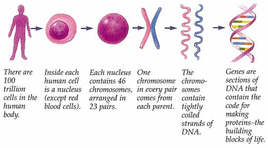 From the whole person to the gene