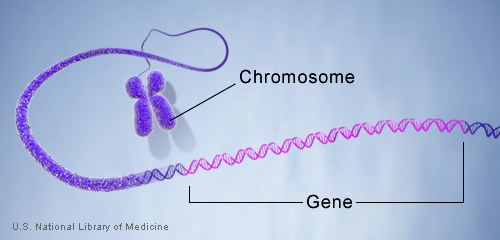 Genes are made up of DNA. Each chromosome contains many genes