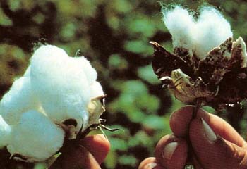 normal and genetically-engineered cotton