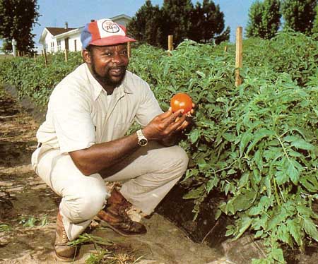 genetically-engineered tomato
