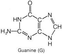 guanine structural formula