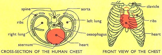 location of human heart