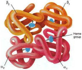 hemoglobin molecule