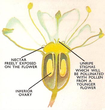 Where does pollination occur in a flower?