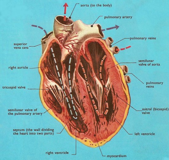 human heart, cross-section from the front