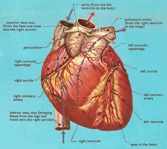 The Heart Diagram With Labels. Human Health : Know Your Heart
