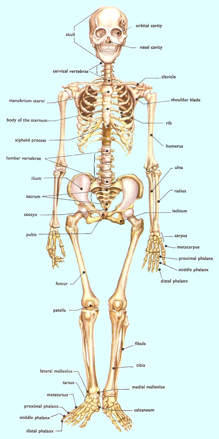 humans bones